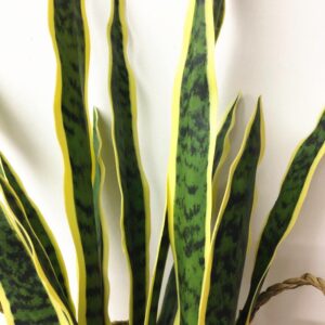 60cm Artificial Sansevieria...