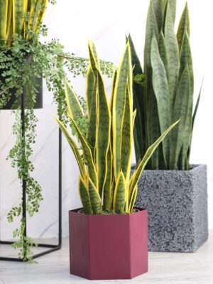 60cm Artificial Sansevieria Trifasciata Big Size Tropical Plant High Quality Succulent Gift Home Decoration Shop Window Display